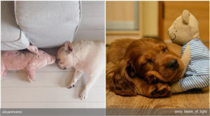 Как толкует сон о собаках современный сонник