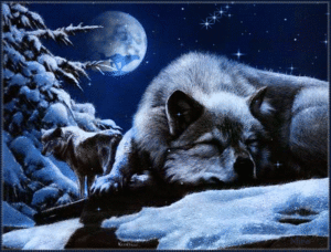 Значение сна, если ночью приснился волк