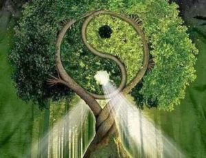 Очень мощная техника медитации Дерево Жизни