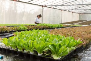 Как можно заработать на выращивании растений