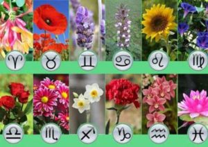 Какие цветы подходят по знаку зодиака